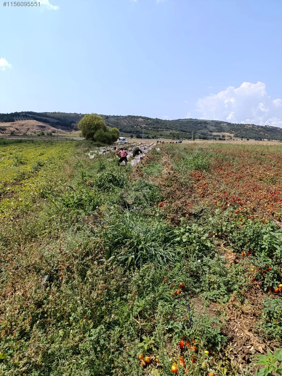 BURSA KARACABEY ÇAVUŞ KÖYÜNDE  3.000  M² TARLA SATILIKTIR - BURSA KARACABEY fotoğraf 15